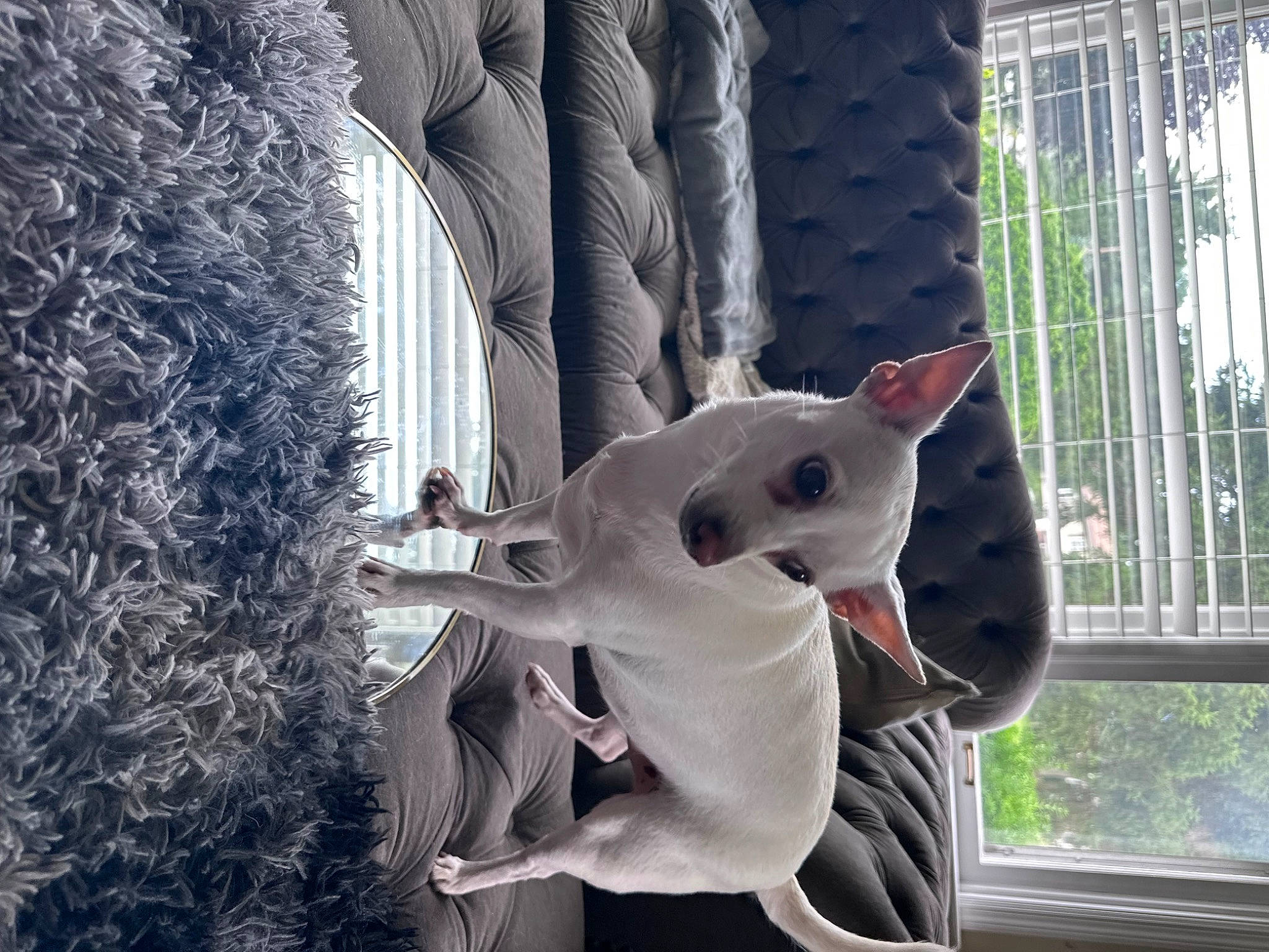 Mjay joined the competition — help win amazing prizes! art, canidae, carnivore, collar, companion_dog, dog, dog_breed, english_white_terrier, fawn, felidae, mammal, small_to_medium_sized_cats, sporting_group, tail, tree, vertebrate, whiskers, window, window_treatment, working_animal