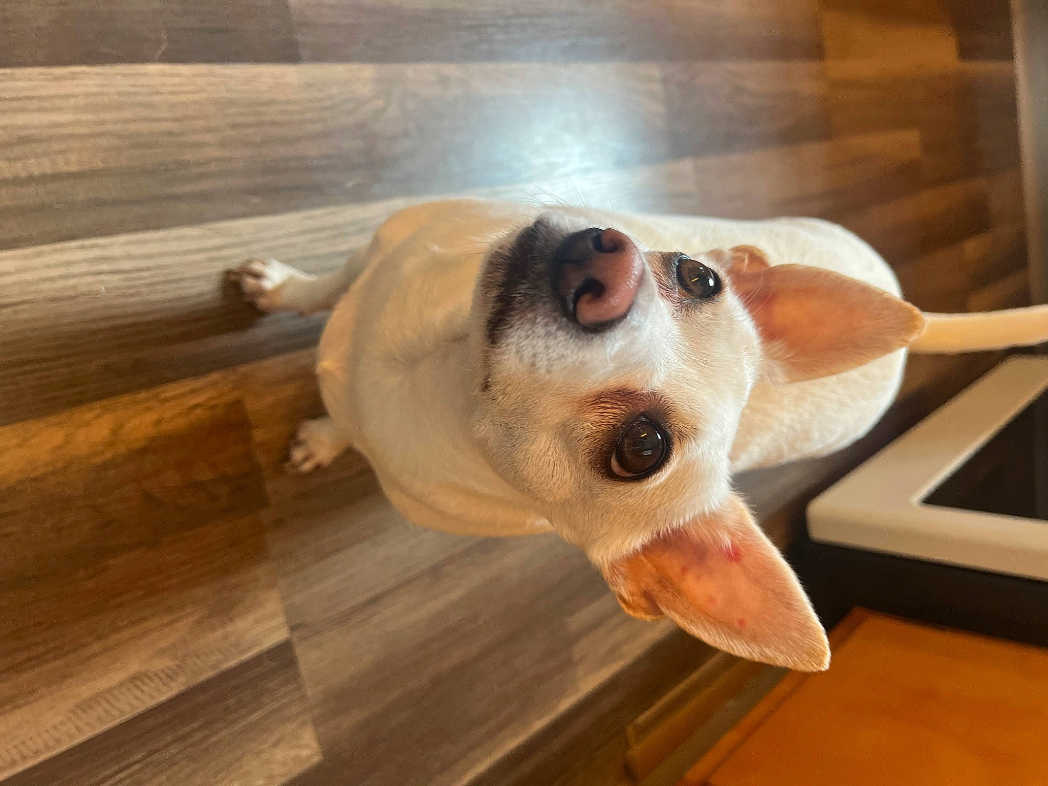 Mjay is registered to the contest to win money with this photo: canidae, carnivore, companion_dog, dog, dog_breed, fawn, flooring, hardwood, jaw, pet_supply, plank, plywood, snout, sporting_group, tail, varnish, whiskers, wood, wood_stain, working_animal