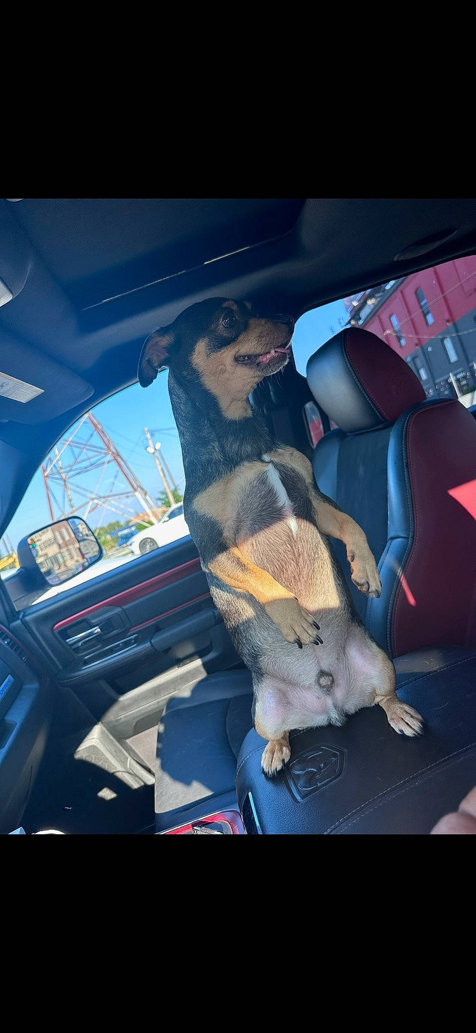 Jayjay is registered to the contest to win money with this photo: art, auto_part, automotive_design, automotive_exterior, automotive_lighting, automotive_mirror, car, car_seat, car_seat_cover, dog_breed, fawn, hood, motor_vehicle, personal_luxury_car, steering_wheel, tints_and_shades, vehicle, vehicle_door, window, windshield