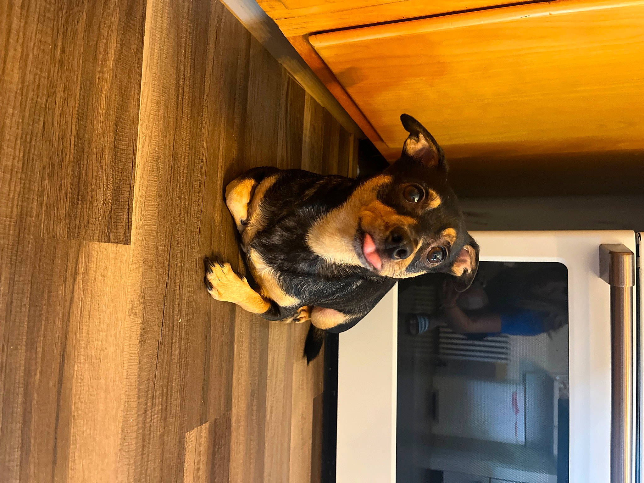 Jayjay joined the competition — help win amazing prizes! canidae, carnivore, collar, companion_dog, dog, dog_breed, ear, fawn, flooring, fur, guard_dog, hardwood, pet_supply, room, snout, sporting_group, tail, whiskers, window, wood