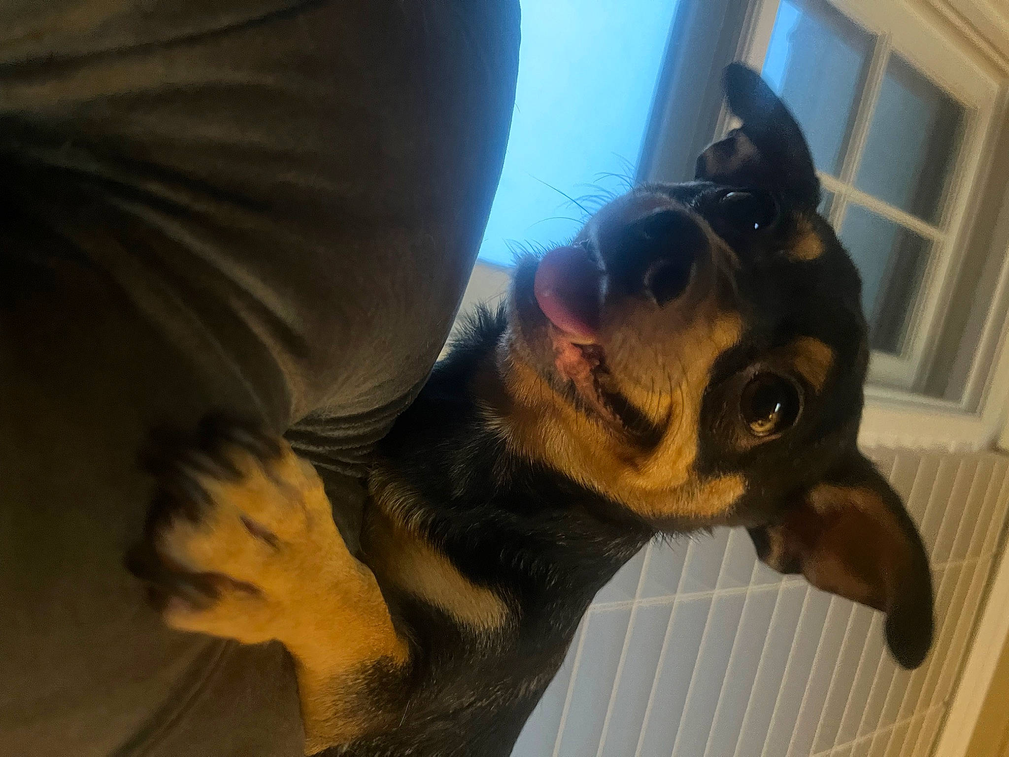 Jayjay joined the competition — help win amazing prizes! canidae, carnivore, comfort, companion_dog, dog, dog_breed, ear, elbow, eyewear, fawn, gesture, paw, snout, sporting_group, sunglasses, toy_dog, vision_care, whiskers, window, working_animal