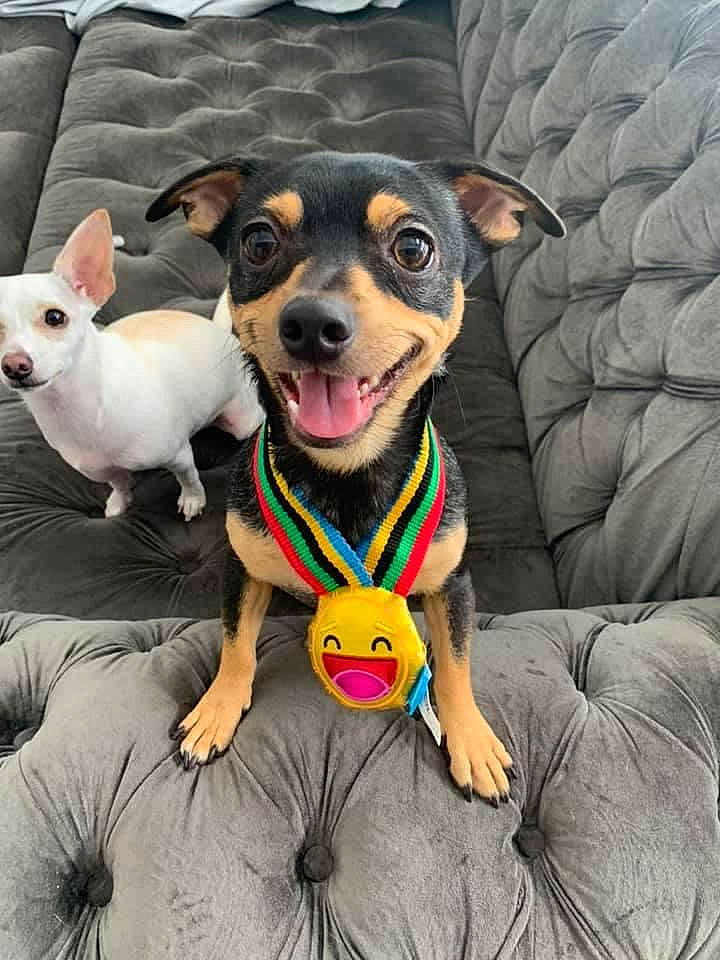 Jayjay is registered to the contest to win money with this photo: bow_tie, canidae, carnivore, collar, companion_dog, dog, dog_breed, dog_clothes, dog_collar, dog_supply, fawn, happy, leash, pet_supply, russkiy_toy, snout, sporting_group, toy_dog, whiskers, working_animal