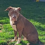 dog, brown_dog, white_paws, grass, backyard, shed, yellow_soccer_ball, sunlight, outdoor, pet, animal, sitting, attentive, canine, fur, nature, daylight, yard, quiet, watchful
