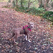 Akira a rejoint le concours — aidez-le/la à gagner de superbes lots ! dog, forest, path, leaves, autumn, tree, greenery, outdoor, nature, canine, harness, walking, trail, brown_dog, curious, animal, pets, woodland, fall, scenery