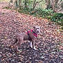 dog, forest, path, leaves, autumn, tree, greenery, outdoor, nature, canine, harness, walking, trail, brown_dog, curious, animal, pets, woodland, fall, scenery