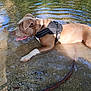 Akira participe au concours pour gagner de l'argent avec cette photo : dog, water, outdoor, river, harness, animal, pet, cooling_off, nature, sunlight, tongue_out, shallow_water, brown_dog, canine, recreation, summer, reflection, rocks, ripples, relaxation