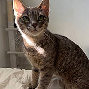 Evie is registered to the contest to win money with this photo: cat, tabby_cat, gray_fur, green_eyes, whiskers, pointed_ears, sitting, bed, bedding, bedroom, indoor, cat_tree, sunlight, portrait, animal, pet, close_up, serious_expression, striped_fur, white_blanket