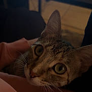 Luna is registered to the contest to win money with this photo: cat, tabby, close_up, green_eyes, pet, indoor, soft_fabric, pink_clothing, resting, whiskers, curious, animal, feline, domestic_cat, blurred_background, technology, laptop, low_light, face, portrait