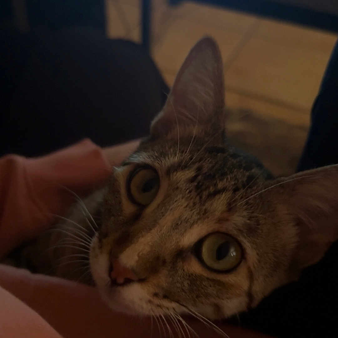 Luna is registered to the contest to win money with this photo: animal, blurred_background, cat, close_up, curious, domestic_cat, face, feline, green_eyes, indoor, laptop, low_light, pet, pink_clothing, portrait, resting, soft_fabric, tabby, technology, whiskers