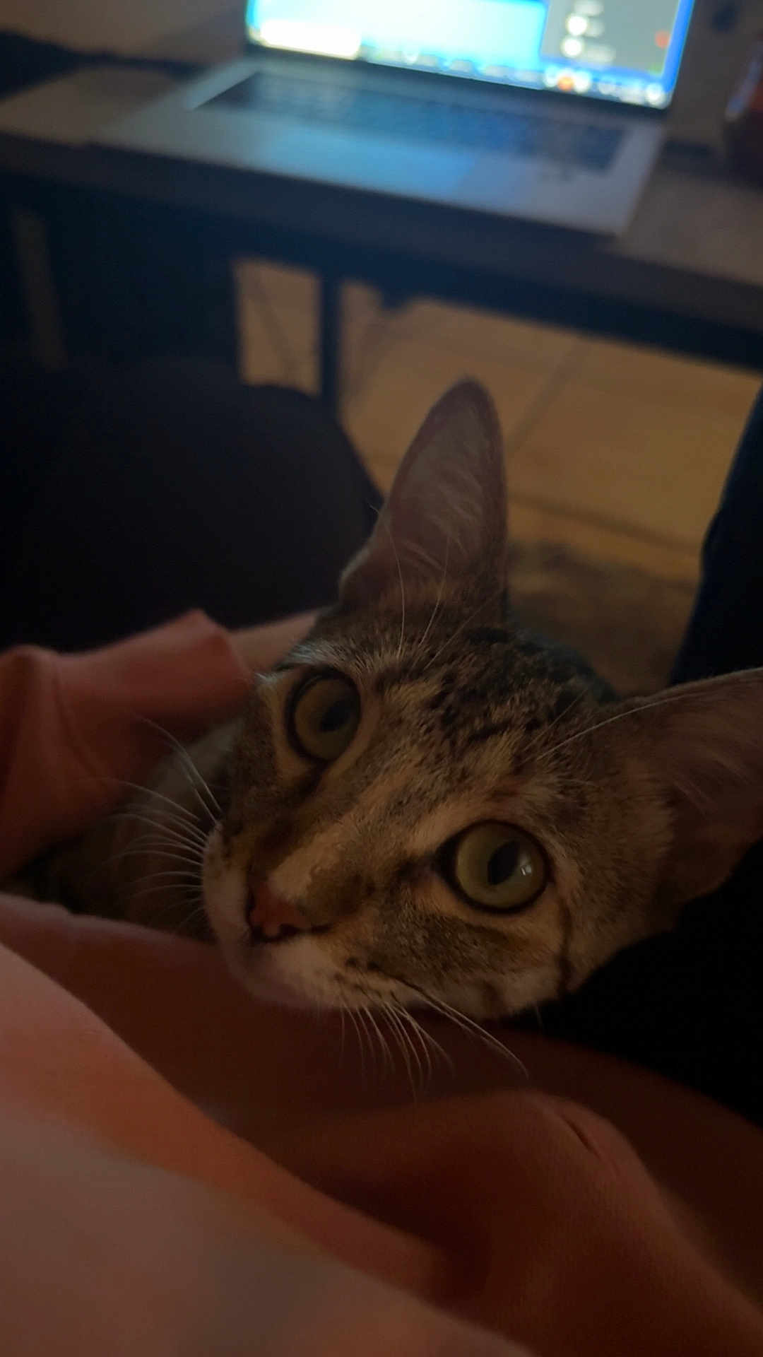 Luna is registered to the contest to win money with this photo: cat, tabby, close_up, green_eyes, pet, indoor, soft_fabric, pink_clothing, resting, whiskers, curious, animal, feline, domestic_cat, blurred_background, technology, laptop, low_light, face, portrait