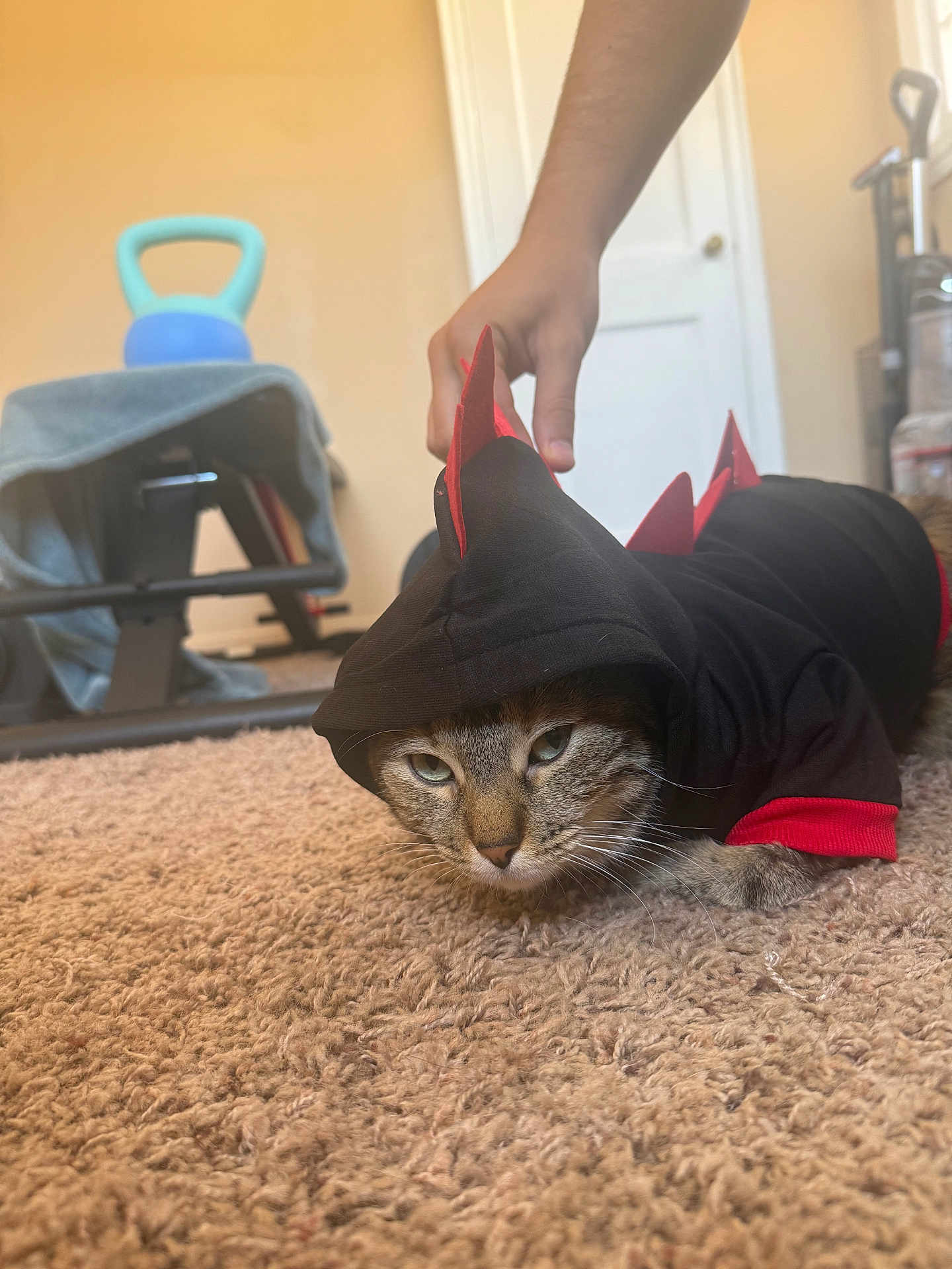 Salem is registered to the contest to win money with this photo: cat, animal, pet, costume, hoodie, red_spikes, carpet, indoor, hand, feline, home, door, exercise_equipment, unimpressed, lying_down, black_clothing, close_up, fur, whiskers, paws
