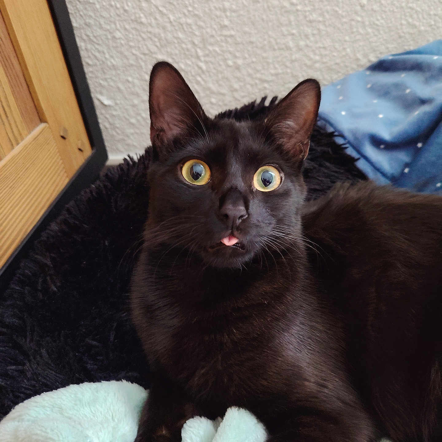 Kiero participe au concours pour gagner de l'argent avec cette photo : animal, black_cat, blanket, cat, close_up, cozy, curled_paws, cute, ears, feline, fur, indoor, pet, resting, soft_texture, tongue_out, wall, whiskers, wide_eyes, wood_door