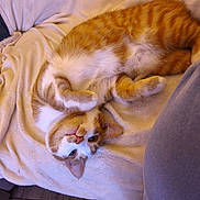 Bryan a rejoint le concours — aidez-le/la à gagner de superbes lots ! cat, ginger_cat, white_fur, upside_down, relaxed, blanket, cozy, indoor, pet, feline, curious_eyes, soft_fur, resting, couch, home, floor, cute, animal, domestic_cat, portrait