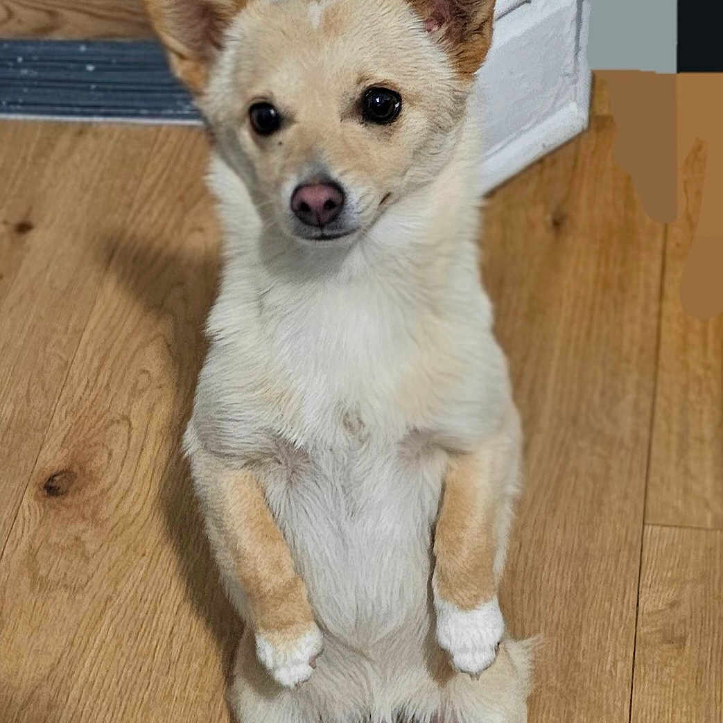 Chiquita Mama