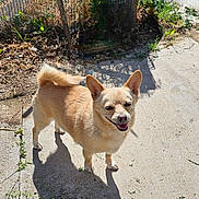 Chiquita Mama is registered to the contest to win money with this photo: dog, small_dog, tan_dog, outdoor, sunlight, shadow, concrete, crack, grass, plants, fence, wire_mesh, happy, pet, animal, ears, tail, smiling, daylight, nature