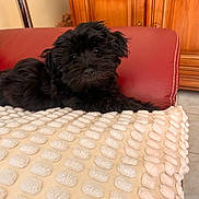 Noisette a rejoint le concours — aidez-le/la à gagner de superbes lots ! puppy, dog, black_dog, fluffy, small_dog, pet, animal, portrait, indoors, chair, red_chair, blanket, cozy, wooden_cabinet, home, cute, lying_down, dark_fur, looking_at_camera, lounge