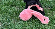 Noisette participe au concours pour gagner de l'argent avec cette photo : puppy, dog, black_fur, pink_toy, plush_toy, flamingo_toy, grass, garden, outdoor, pet, sitting, playing, animal, portrait, centered_subject, greenery, gravel, garden_pots, cute, toy