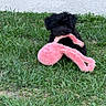 puppy, dog, black_fur, pink_toy, plush_toy, flamingo_toy, grass, garden, outdoor, pet, sitting, playing, animal, portrait, centered_subject, greenery, gravel, garden_pots, cute, toy