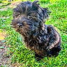Noisette participe au concours pour gagner de l'argent avec cette photo : puppy, dog, black_dog, fluffy, long_hair, curious, sitting, outdoors, grass, lawn, greenery, pet, animal, canine, portrait, close_up, shaggy, fur, eyes, nature