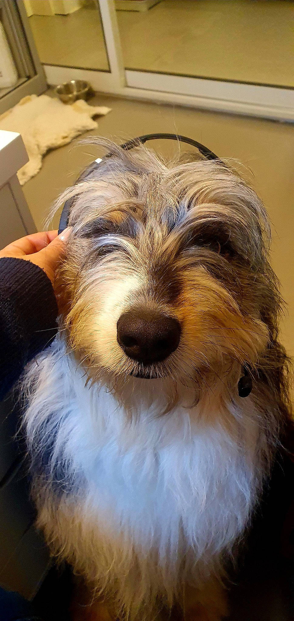 Sirius participe au concours pour gagner de l'argent avec cette photo : biewer_terrier, canidae, carnivore, companion_dog, dog, dog_breed, fur, puppy, sapsali, small_terrier, snout, sporting_group, terrier, toy_dog, whiskers, working_animal