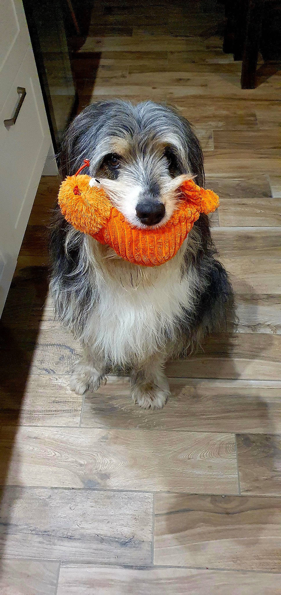 Sirius participe au concours pour gagner de l'argent avec cette photo : canidae, carnivore, chair, companion_dog, dog, dog_breed, dog_supply, flooring, fur, hardwood, pet_supply, snout, sporting_group, tail, toy_dog, whiskers, wood, wood_stain, working_animal, working_dog