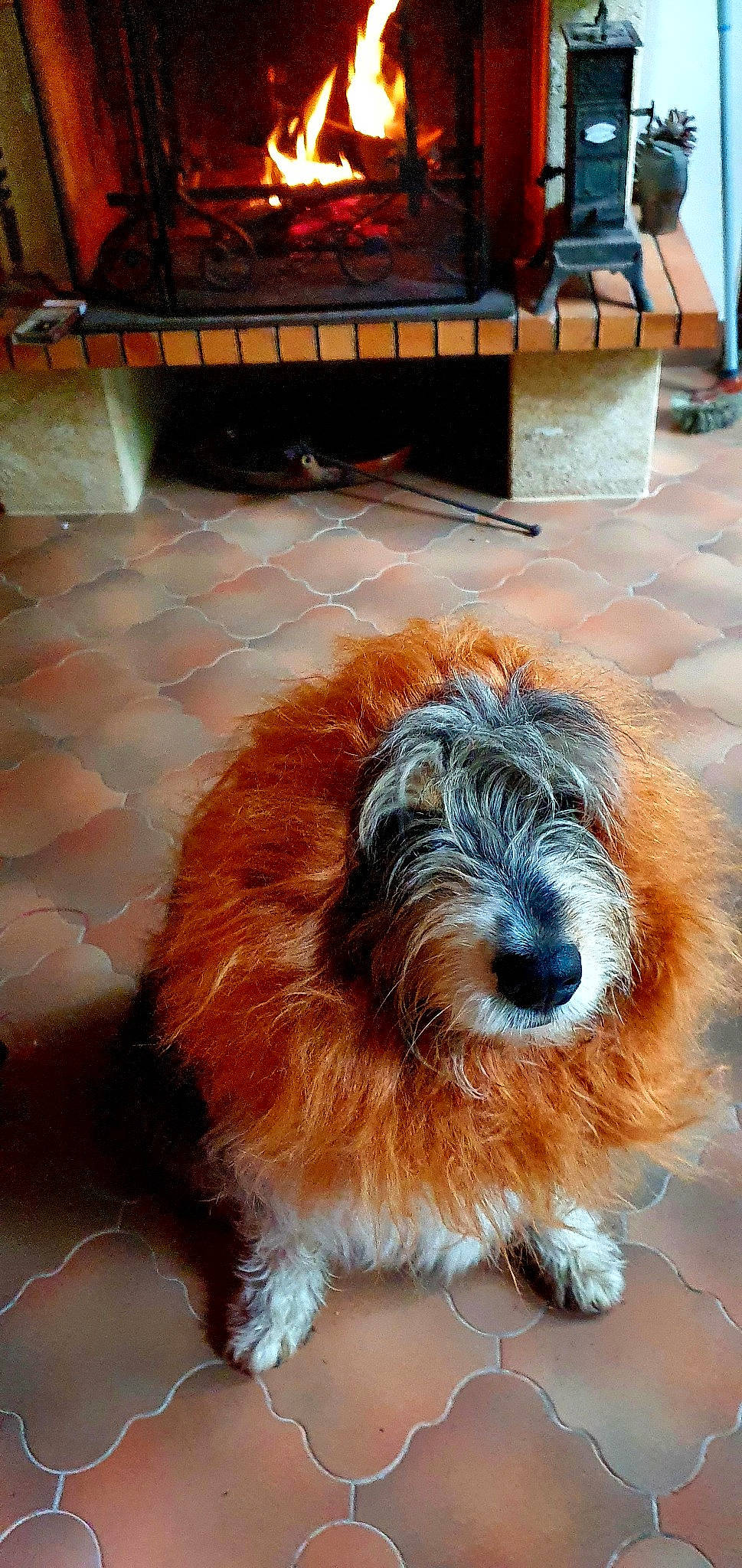 Sirius a rejoint le concours — aidez-le/la à gagner de superbes lots ! canidae, carnivore, companion_dog, dog, dog_breed, flooring, fur, hardwood, liver, maltepoo, puppy, romanian_mioritic_shepherd_dog, small_terrier, snout, sporting_group, terrier, toy_dog, water_dog, working_animal, working_dog