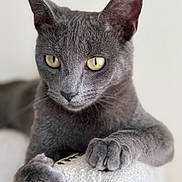 Freya is registered to the contest to win money with this photo: cat, gray_cat, pet, animal, feline, paw, claw, yellow_eyes, close_up, portrait, indoor, texture, white_background, whiskers, ears, soft_fur, focus, cute, domestic_cat, alert
