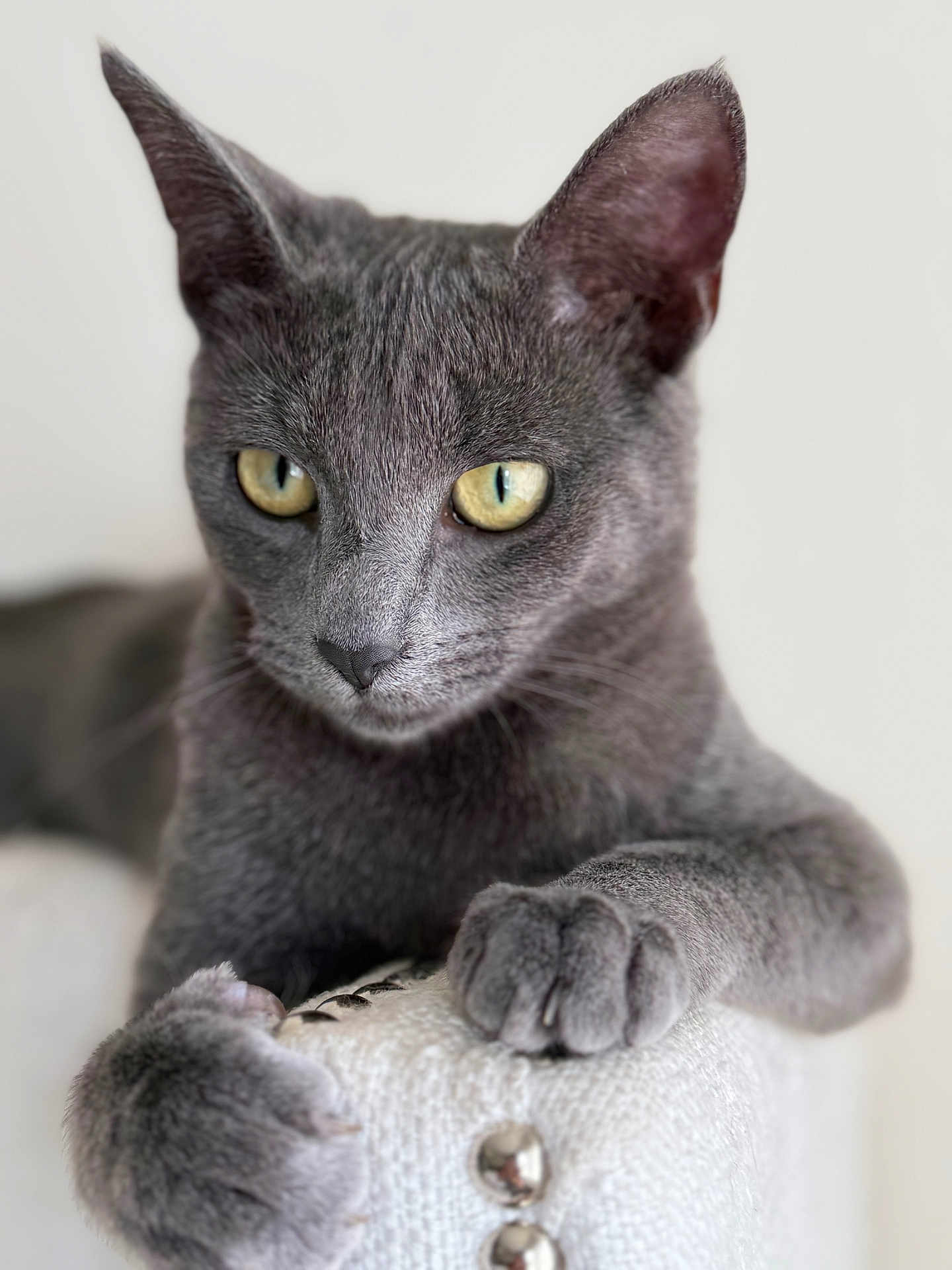 Freya is registered to the contest to win money with this photo: cat, gray_cat, pet, animal, feline, paw, claw, yellow_eyes, close_up, portrait, indoor, texture, white_background, whiskers, ears, soft_fur, focus, cute, domestic_cat, alert