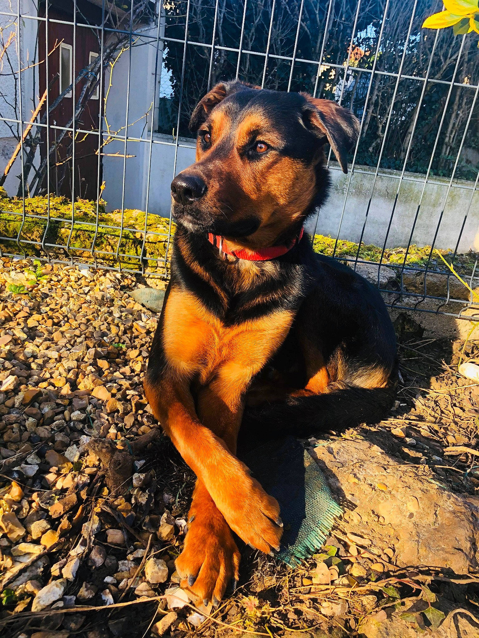 Madness participe au concours pour gagner de l'argent avec cette photo : black_and_tan_terrier, canidae, carnivore, dog, dog_breed, fawn, german_pinscher, huntaway, hunting_dog, mammal, rare_breed_dog, rottweiler, snout, vertebrate, working_dog