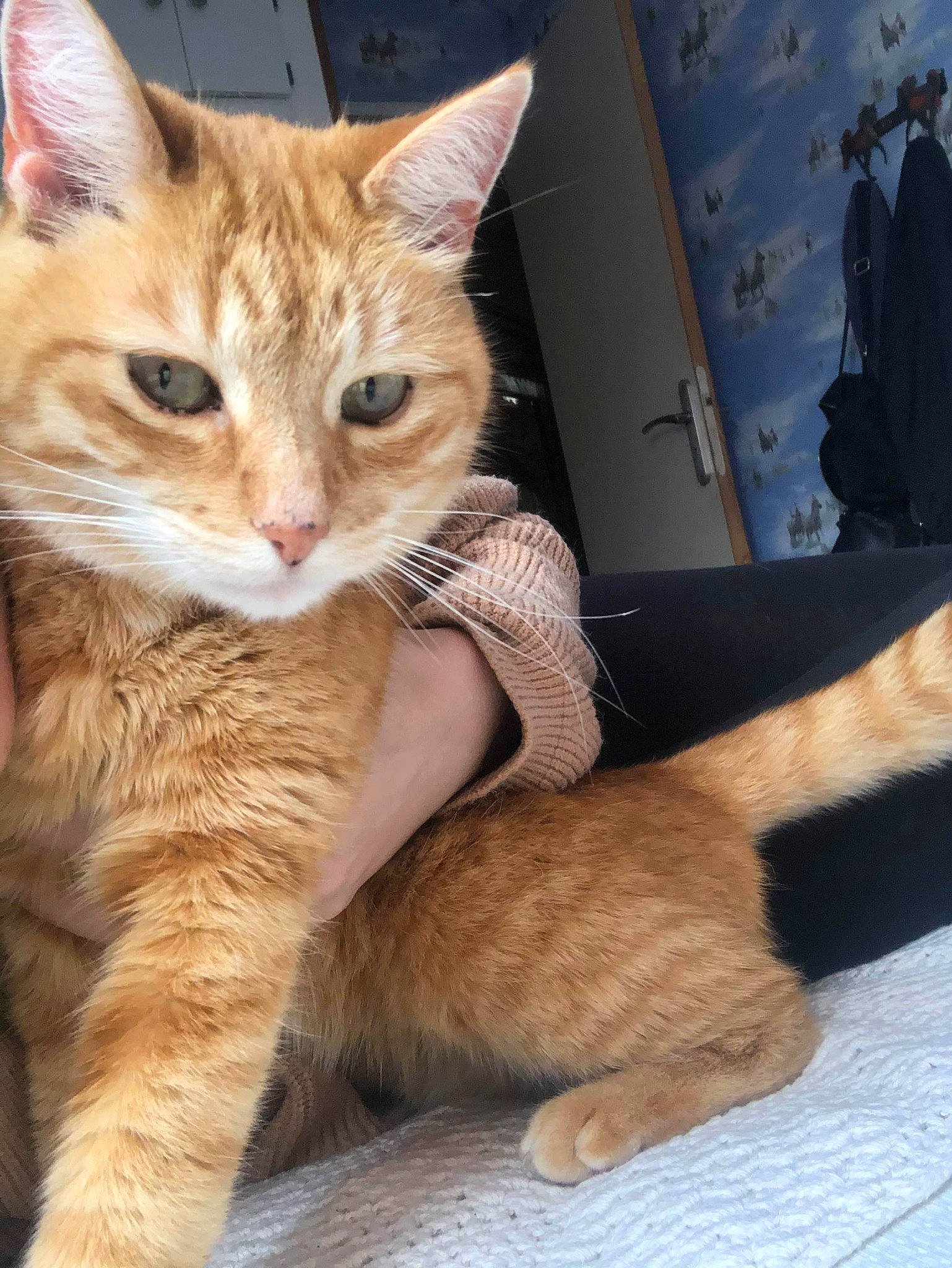 Fifty participe au concours pour gagner de l'argent avec cette photo : aegean_cat, arabian_mau, asian, australian_mist, carnivore, cat, claw, domestic_short_haired_cat, dragon_li, european_shorthair, fawn, felidae, german_rex, kitten, mammal, nose, small_to_medium_sized_cats, tabby_cat, vertebrate, whiskers