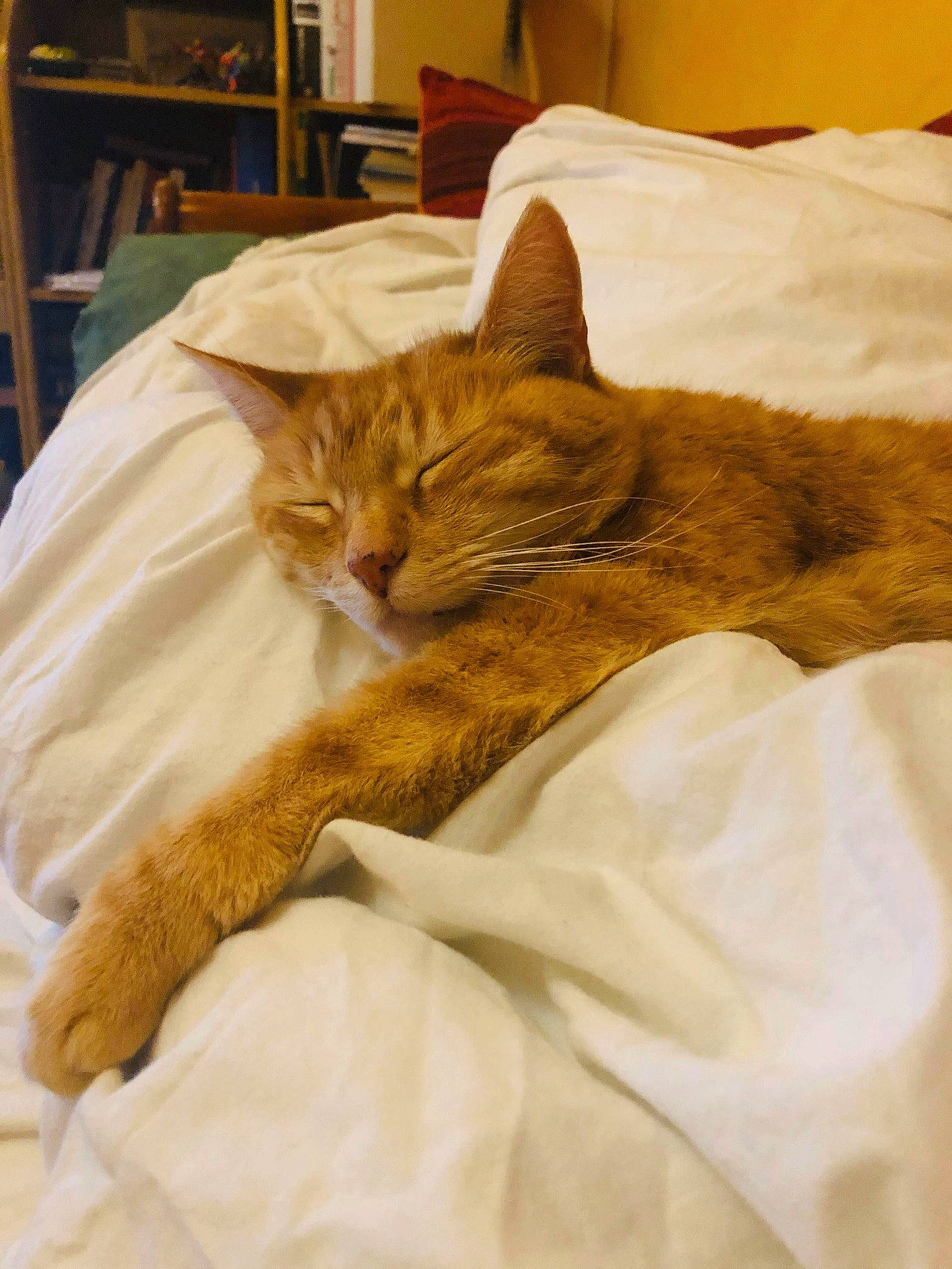 Fifty participe au concours pour gagner de l'argent avec cette photo : asian, bed, bed_sheet, blanket, carnivore, cat, comfort, domestic_short_haired_cat, european_shorthair, fawn, felidae, fur, furniture, linens, nap, sleep, small_to_medium_sized_cats, tabby_cat, textile, whiskers