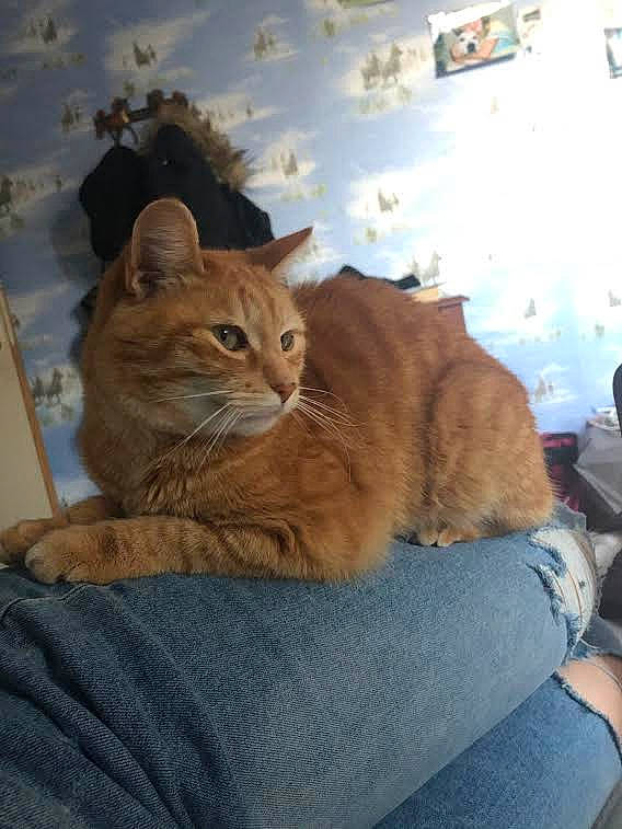 Fifty participe au concours pour gagner de l'argent avec cette photo : carnivore, cat, domestic_short_haired_cat, european_shorthair, fawn, felidae, mammal, small_to_medium_sized_cats, tabby_cat, whiskers