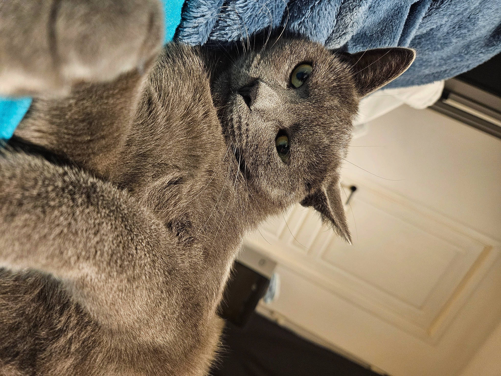 Mouchy a rejoint le concours — aidez-le/la à gagner de superbes lots ! canidae, carnivore, cat, claw, dog_breed, domestic_short_haired_cat, fawn, felidae, fur, grey, koala, marsupial, paw, small_to_medium_sized_cats, snout, tail, terrestrial_animal, tree, wallaby, whiskers