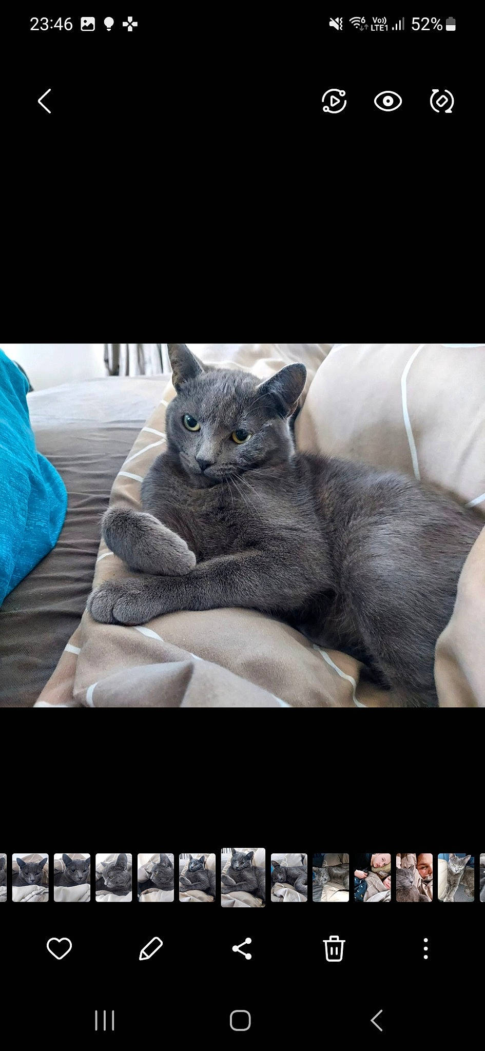 Mouchy a rejoint le concours — aidez-le/la à gagner de superbes lots ! automotive_tire, carnivore, cat, comfort, domestic_short_haired_cat, felidae, font, fur, grey, photo_caption, rectangle, russian_blue, sitting, small_to_medium_sized_cats, whiskers