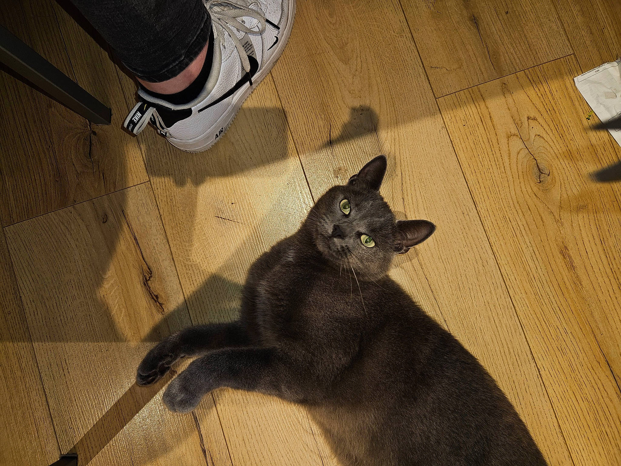 Mouchy participe au concours pour gagner de l'argent avec cette photo : black_cat, bombay, carnivore, cat, comfort, dog_breed, felidae, floor, flooring, fur, grey, hardwood, human_leg, leg, small_to_medium_sized_cats, snout, tail, walking_shoe, whiskers, wood