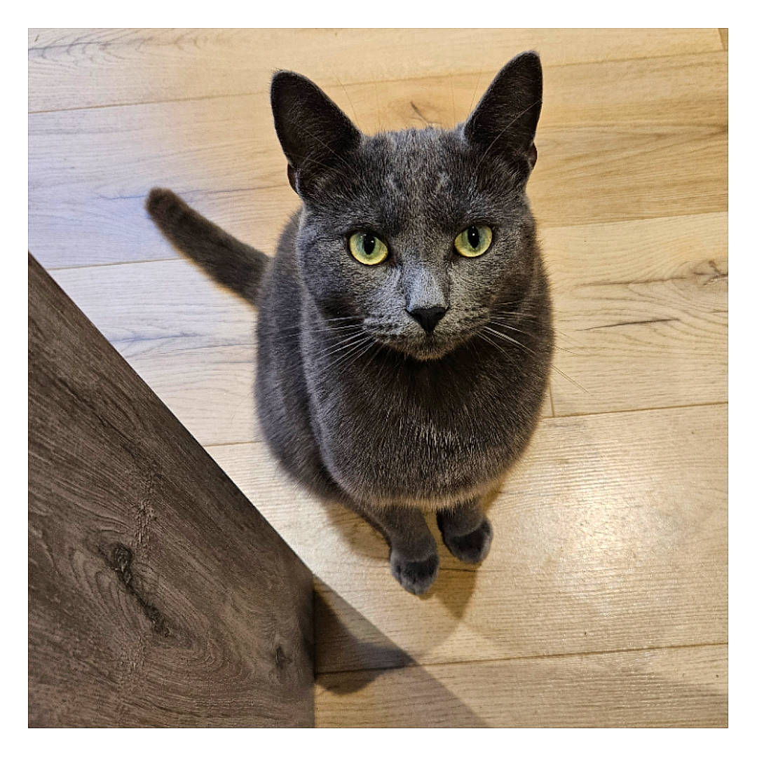 Mouchy a rejoint le concours — aidez-le/la à gagner de superbes lots ! black_cat, carnivore, cat, domestic_short_haired_cat, felidae, flooring, fur, grey, hardwood, plank, rectangle, russian_blue, sitting, small_to_medium_sized_cats, snout, tail, terrestrial_animal, whiskers, wood