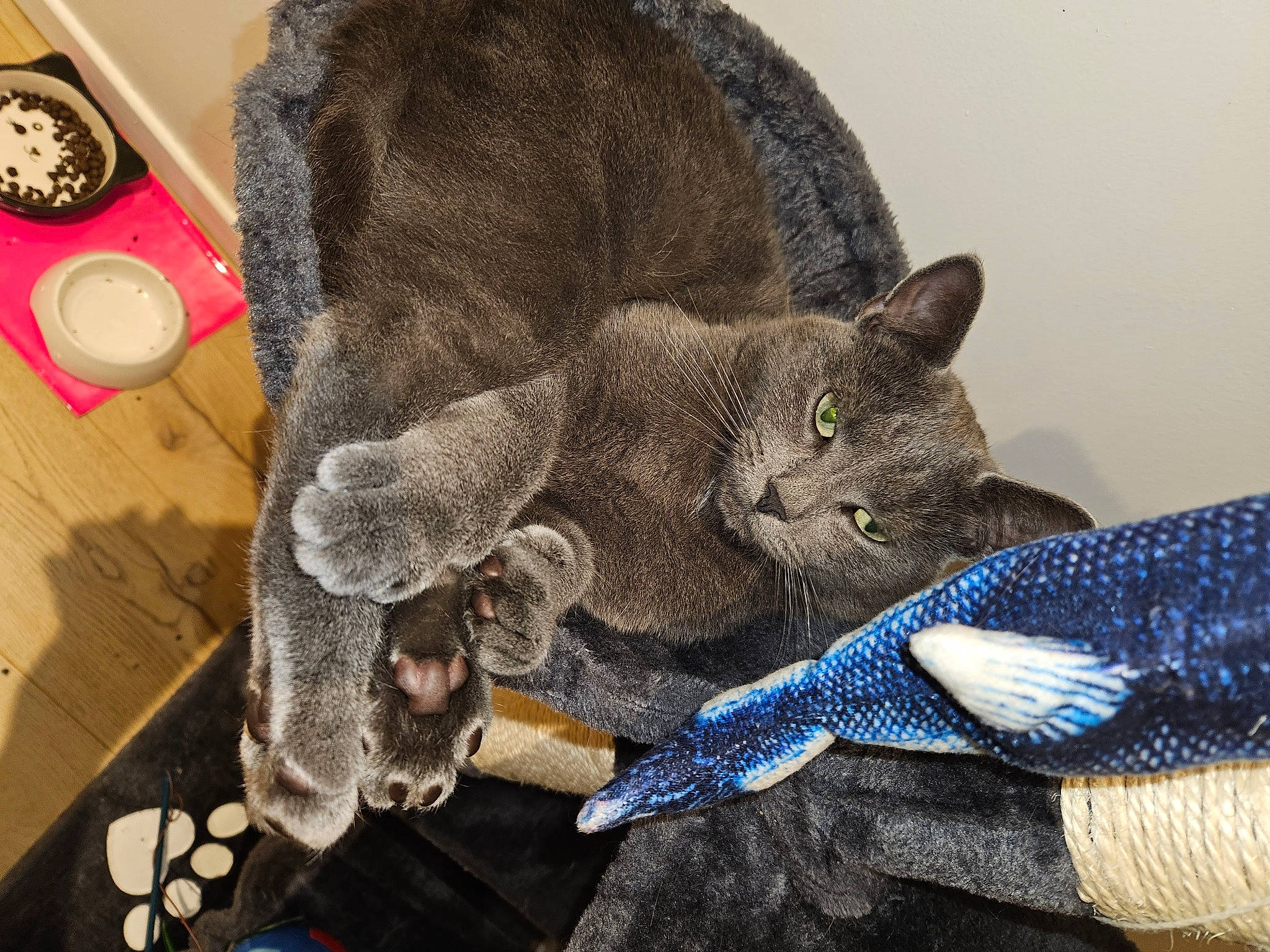 Mouchy a rejoint le concours — aidez-le/la à gagner de superbes lots ! carnivore, cat, circle, claw, comfort, domestic_short_haired_cat, electric_blue, fashion_accessory, fawn, felidae, fur, grey, pattern, russian_blue, small_to_medium_sized_cats, snout, tail, thread, whiskers, wool