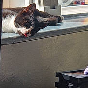 Freddie joined the competition — help win amazing prizes! cat, black_and_white, sleeping, tongue_out, windowsill, sunlight, toy, board_game, table, indoor, cozy, relaxation, pet, animal, window, daytime, playful, resting, household, calm