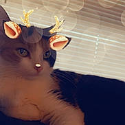 Lucy joined the competition — help win amazing prizes! cat, animal, pet, reindeer_filter, antlers, ears, whiskers, window_blinds, indoor, feline, cute, relaxed, lying_down, close_up, face, fur, black_and_white, soft_lighting, holiday, filter