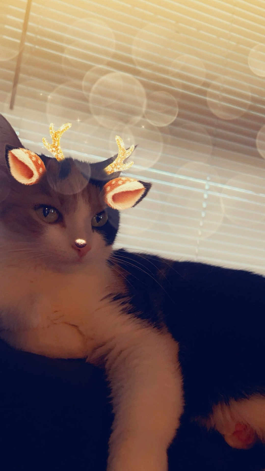 Lucy joined the competition — help win amazing prizes! cat, animal, pet, reindeer_filter, antlers, ears, whiskers, window_blinds, indoor, feline, cute, relaxed, lying_down, close_up, face, fur, black_and_white, soft_lighting, holiday, filter