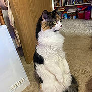 Snickers joined the competition — help win amazing prizes! cat, calico, fluffy, indoor, carpet, sitting, upright, curious, green_eyes, tail, door, bookshelf, shelf, wooden, pet, animal, furniture, cozy, home, cute