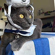 Suzuki joined the competition — help win amazing prizes! animal, bell_collar, blue_and_white, bow_tie, cat, close_up, costume, cute, domestic_cat, feline, gray_cat, indoor, looking_away, pet, portrait, resting, sailor_hat, tablecloth, whiskers, yellow_eyes