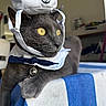animal, bell_collar, blue_and_white, bow_tie, cat, close_up, costume, cute, domestic_cat, feline, gray_cat, indoor, looking_away, pet, portrait, resting, sailor_hat, tablecloth, whiskers, yellow_eyes