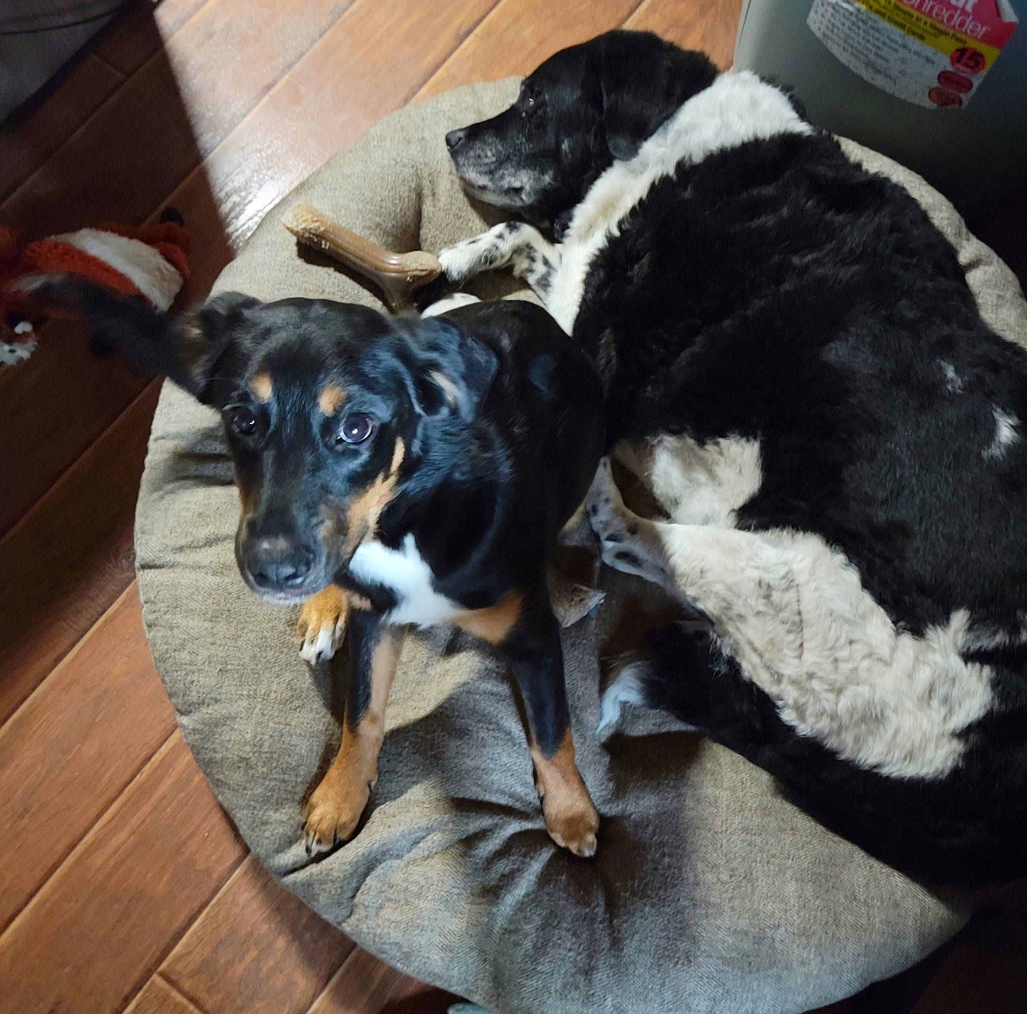 Finn is registered to the contest to win money with this photo: canidae, carnivore, collar, comfort, companion_dog, dog, dog_breed, dog_supply, flooring, hardwood, puppy, snout, sporting_group, wood, working_animal, working_dog