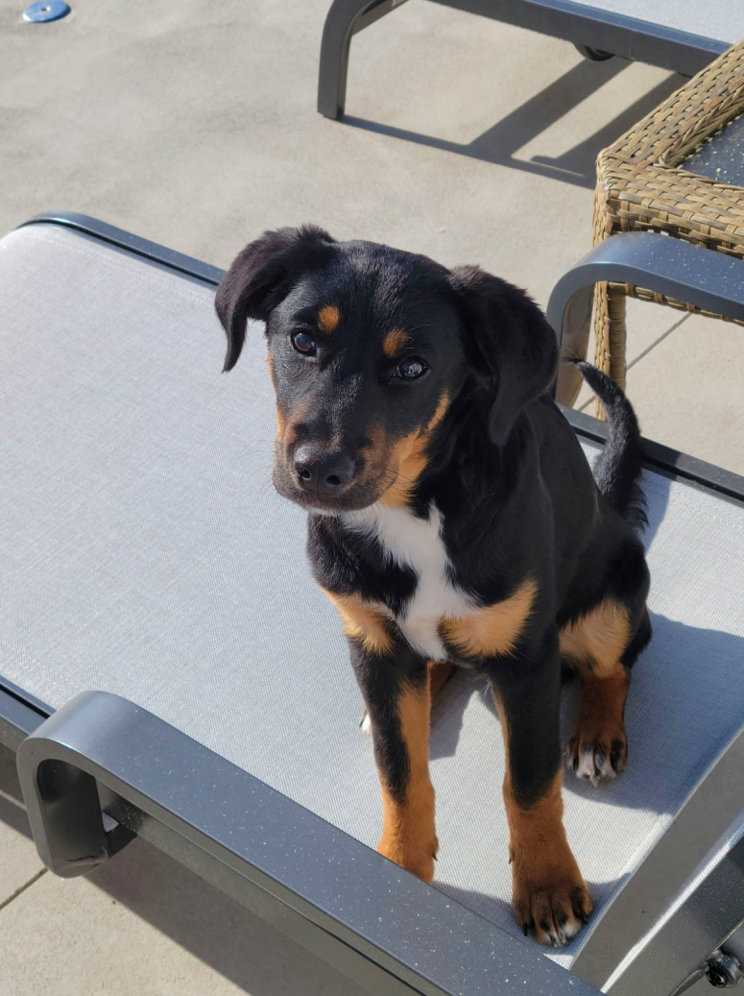 Finn is registered to the contest to win money with this photo: beaglier, carnivore, companion_dog, dog, dog_breed, guard_dog, hunting_dog, sporting_group, terrestrial_animal, windshield, working_animal, working_dog