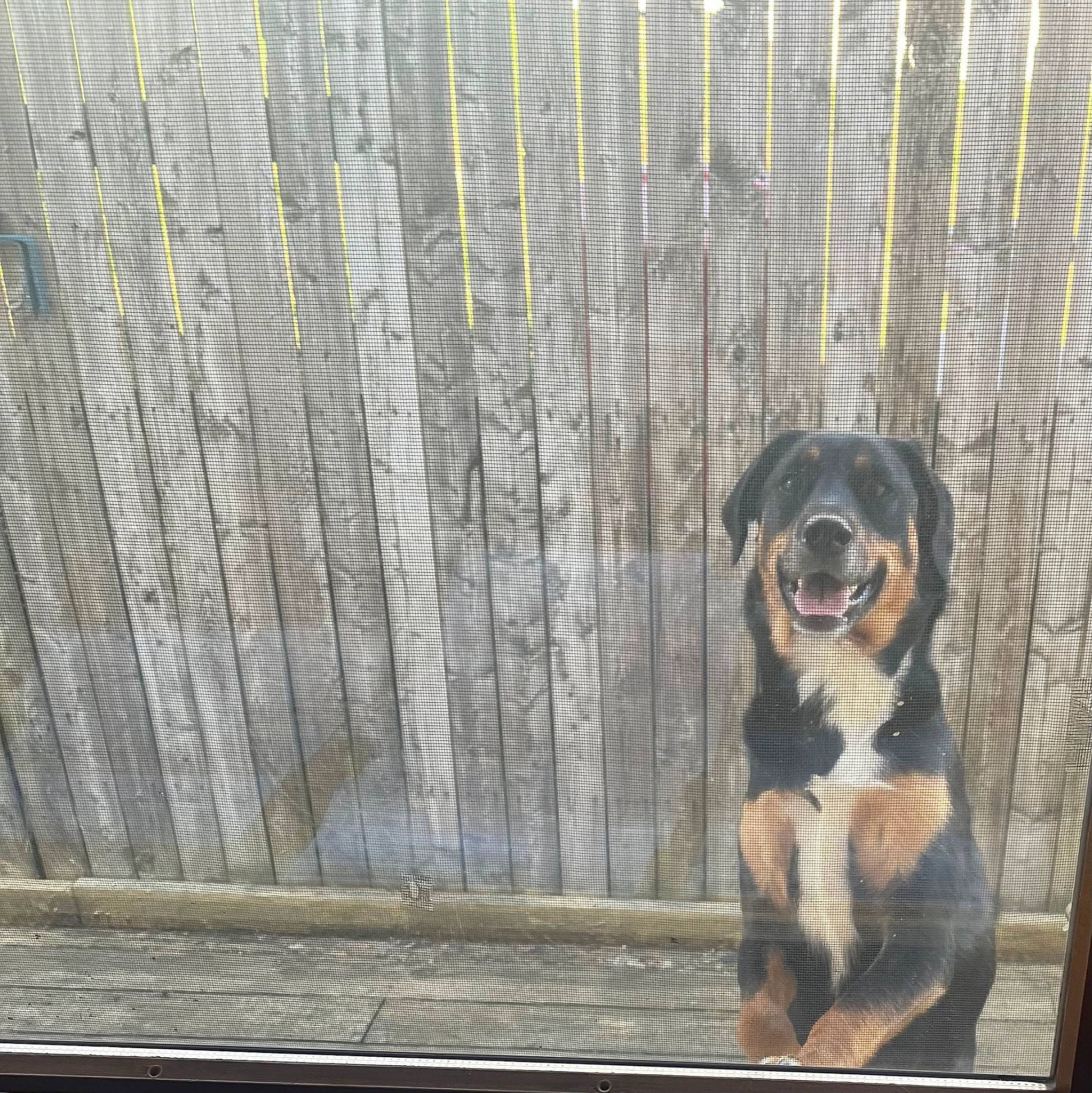 Finn joined the competition — help win amazing prizes! carnivore, companion_dog, dog, dog_breed, fawn, fence, fur, grey, guard_dog, metal, paw, pet_supply, road_surface, rottweiler, snout, sporting_group, terrestrial_animal, tints_and_shades, wood, working_animal