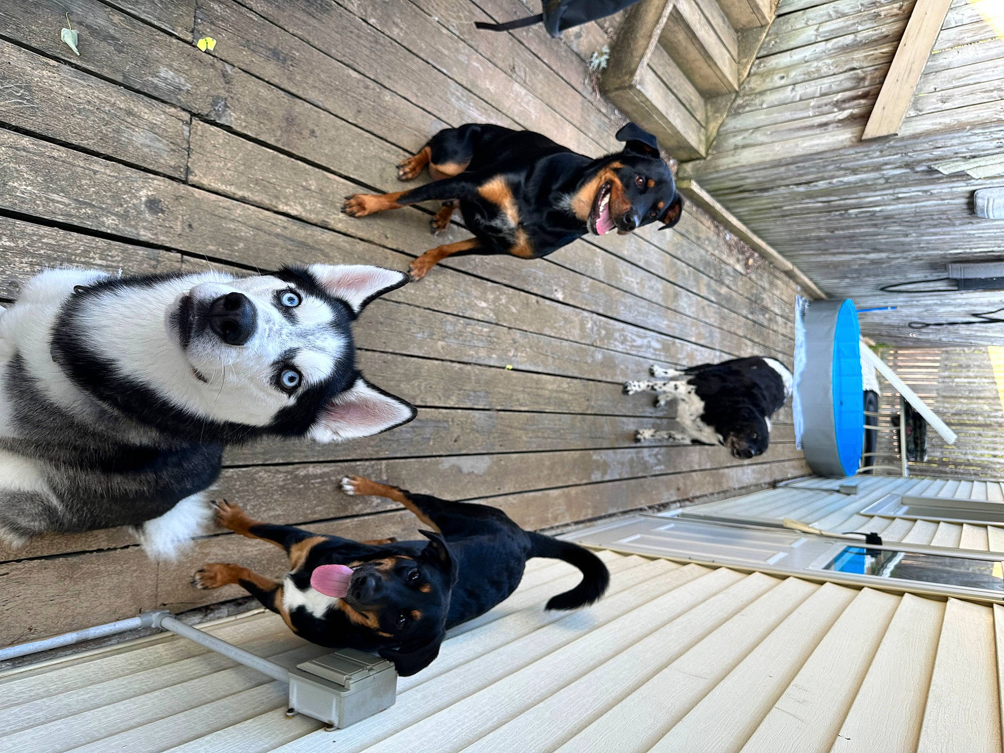 Apollo is registered to the contest to win money with this photo: canidae, carnivore, companion_dog, dog, dog_breed, dog_supply, flooring, fur, hardwood, leash, mammal, pet_supply, plank, sporting_group, tail, terrestrial_animal, vertebrate, wood, wood_flooring, working_animal