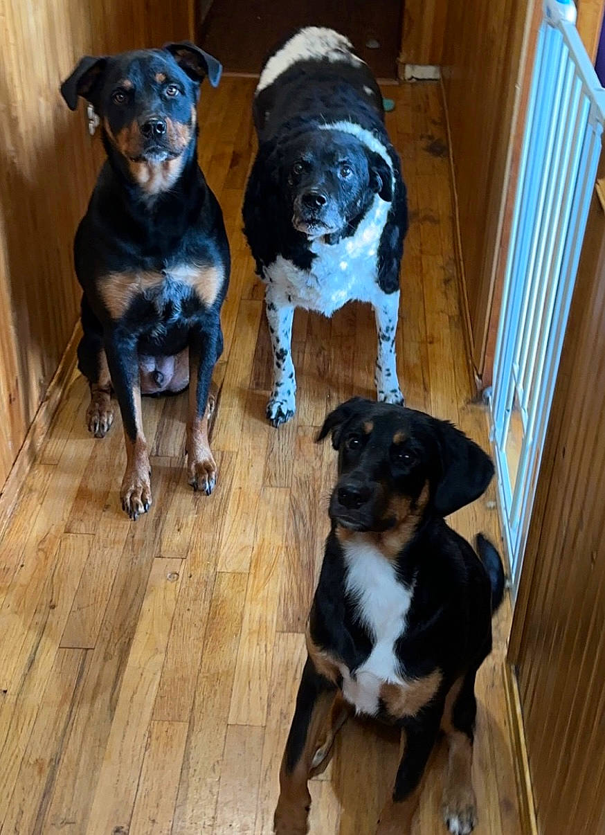 Apollo is registered to the contest to win money with this photo: canidae, carnivore, chair, companion_dog, dog, dog_breed, fawn, floor, flooring, fur, hardwood, pet_supply, puppy, snout, sporting_group, tail, wood, wood_flooring, working_animal, working_dog