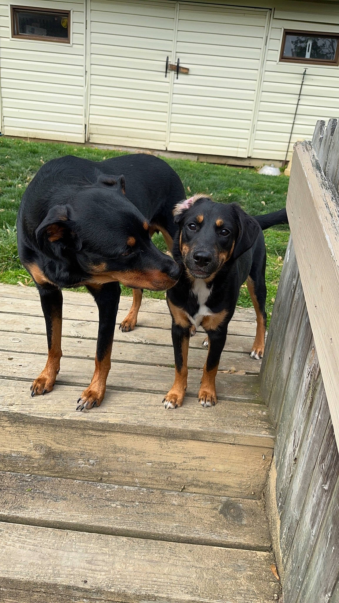 Apollo is registered to the contest to win money with this photo: canidae, carnivore, companion_dog, dog, dog_breed, guard_dog, hunting_dog, montenegrin_mountain_hound, plant, rottweiler, sporting_group, terrestrial_animal, window, working_animal, working_dog