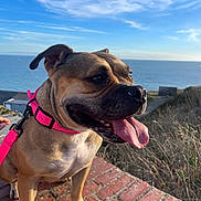 Tessa participe au concours pour gagner de l'argent avec cette photo : dog, canine, pet, portrait, tongue, happy, smiling, harness, leash, brown_dog, outdoor, coast, ocean, seaside, cliff, landscape, sky, clouds, brick, sunlight